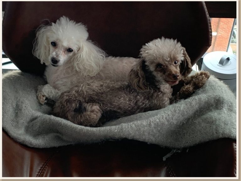 Pups
